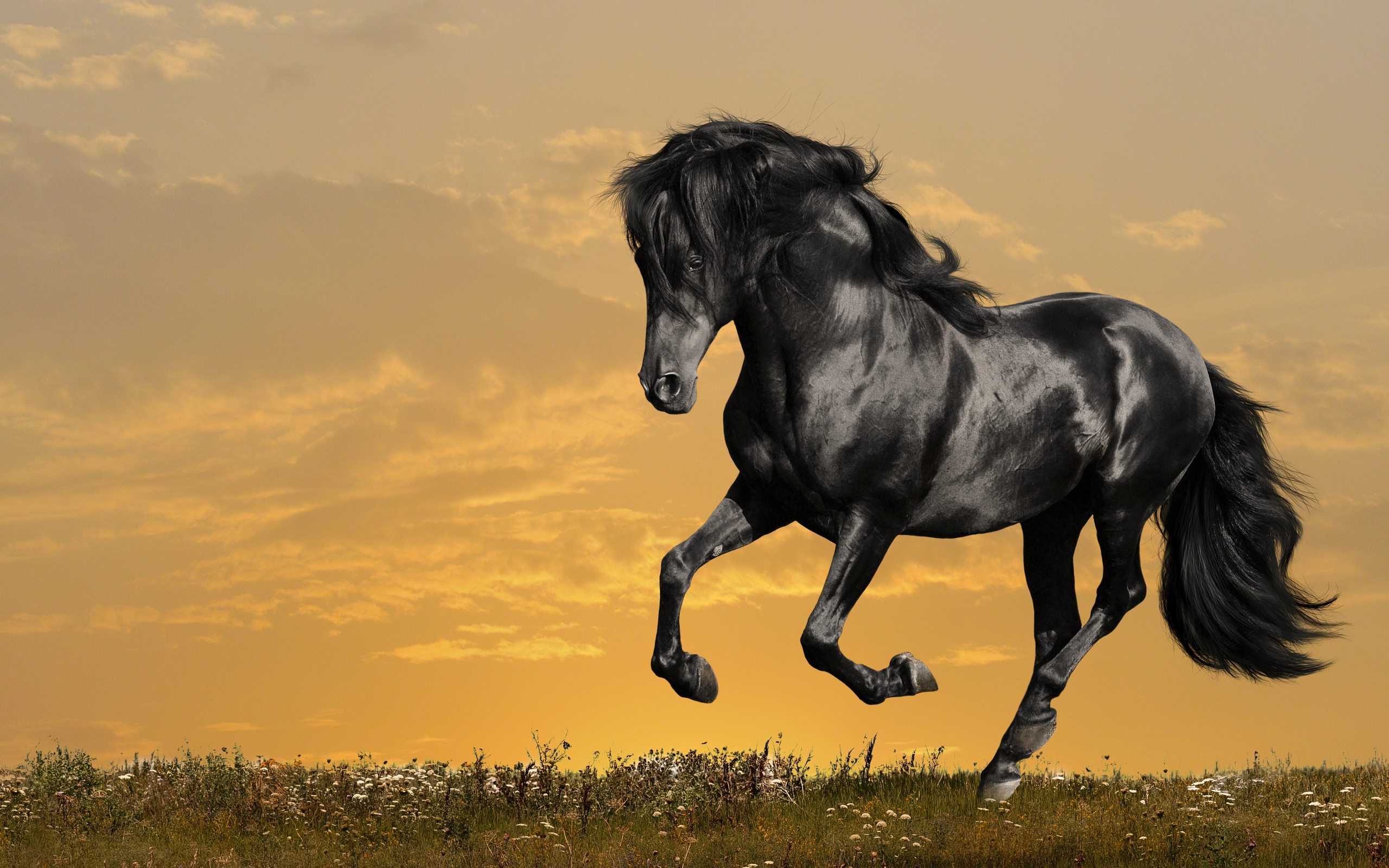 Horses Wallpapers, Pictures, Images