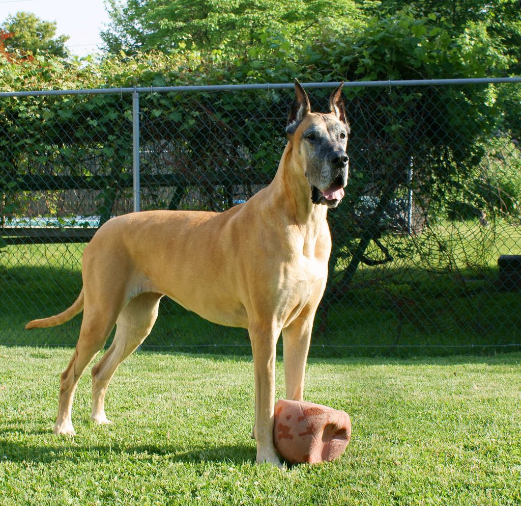 Great Dane Wallpapers, Pictures, Images
