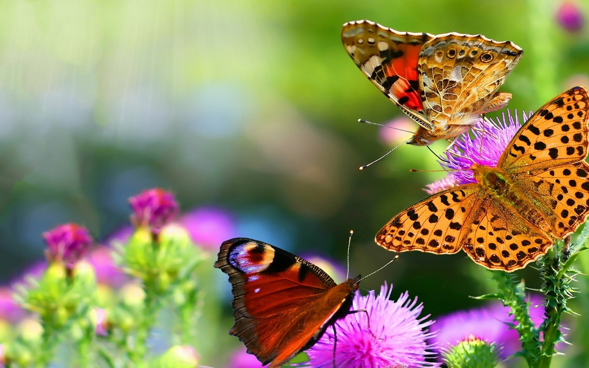 beautiful-butterflies-wallpapers-pictures-images