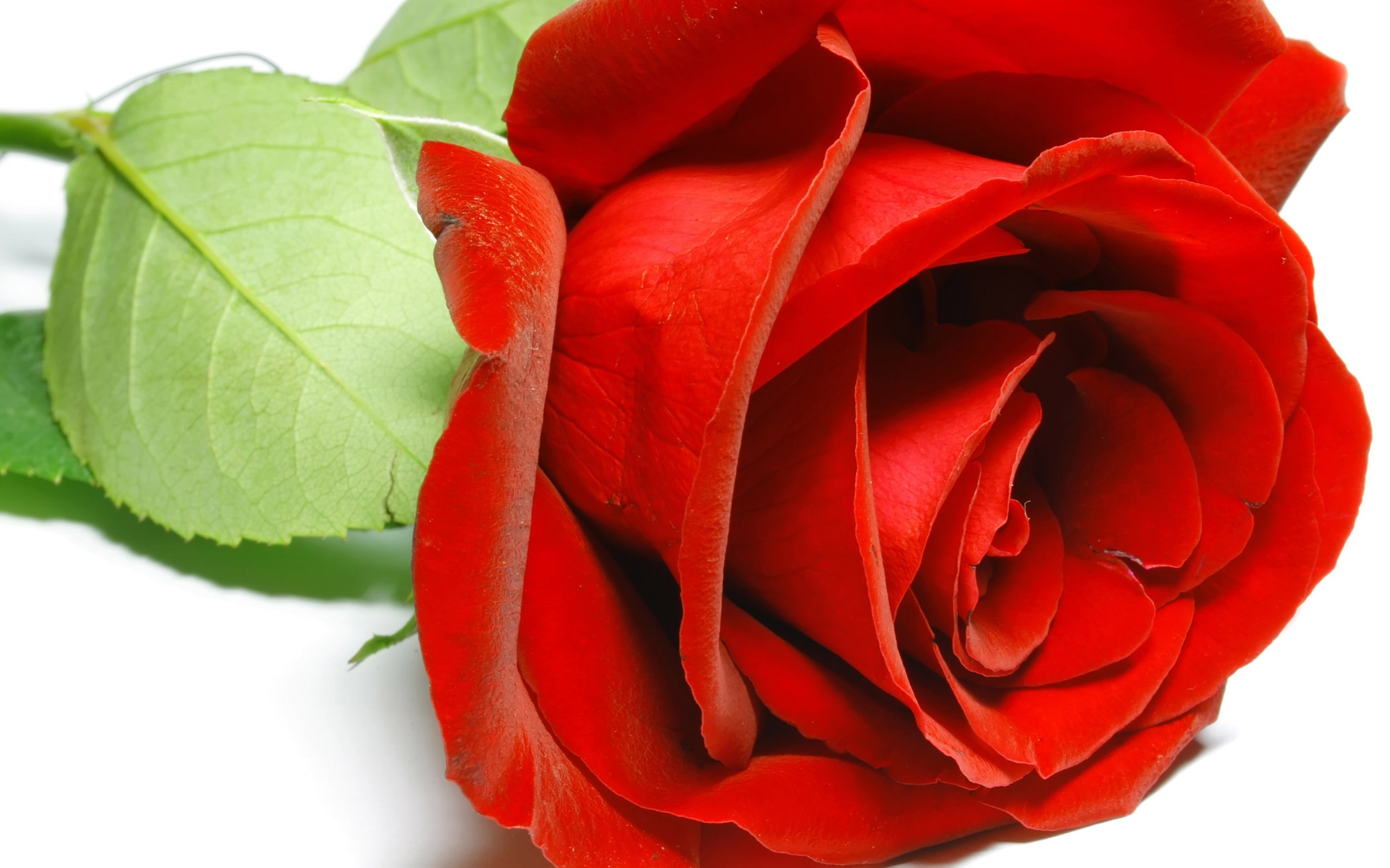 Red Rose Wallpapers, Pictures, Images