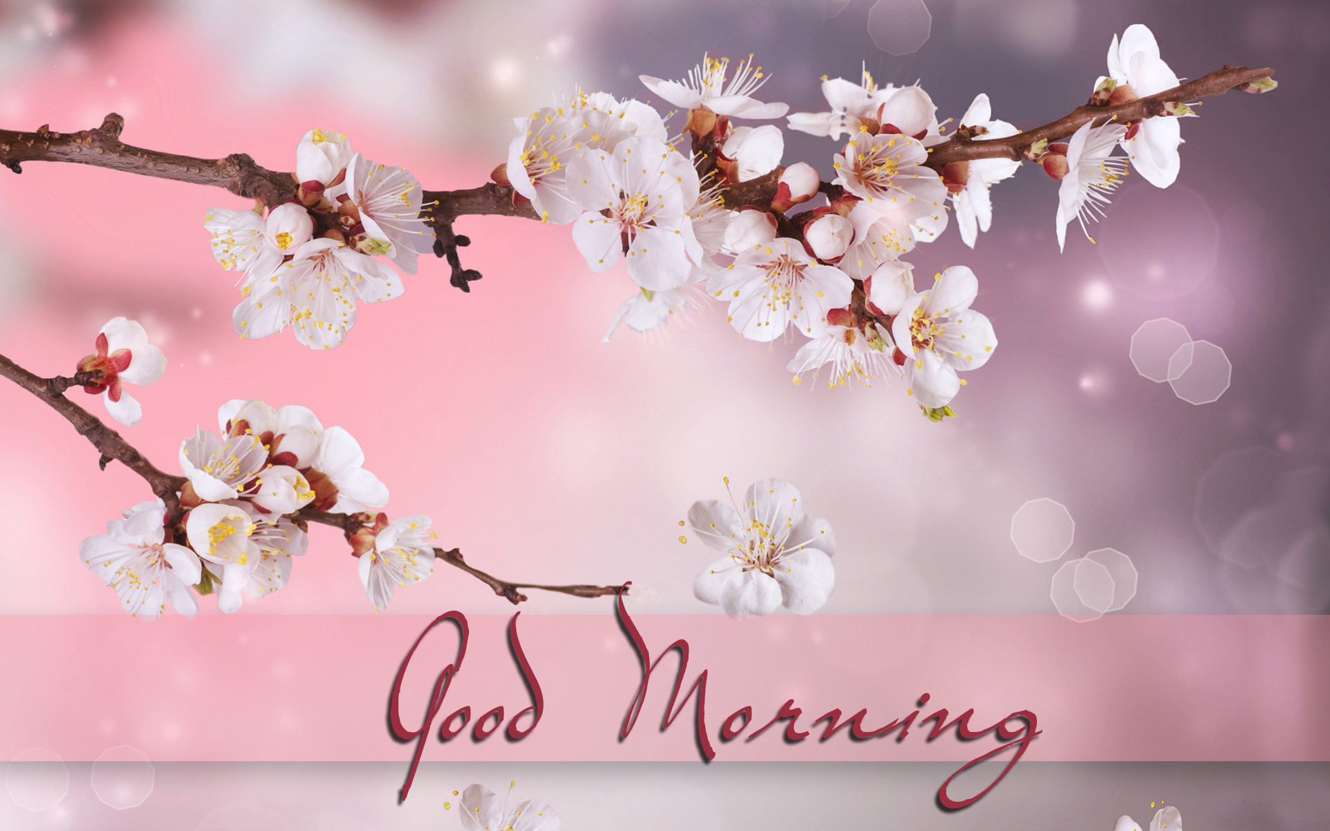 Good Morning Hd Wallpaper Free Download for your friends