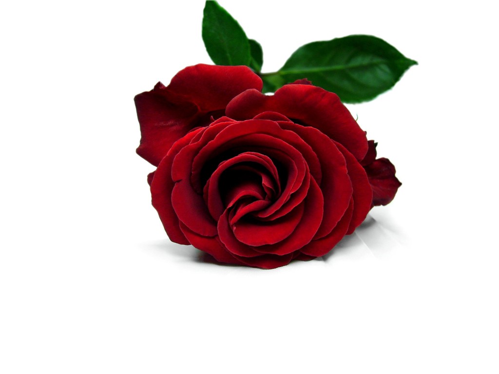 Red Rose Wallpapers, Pictures, Images