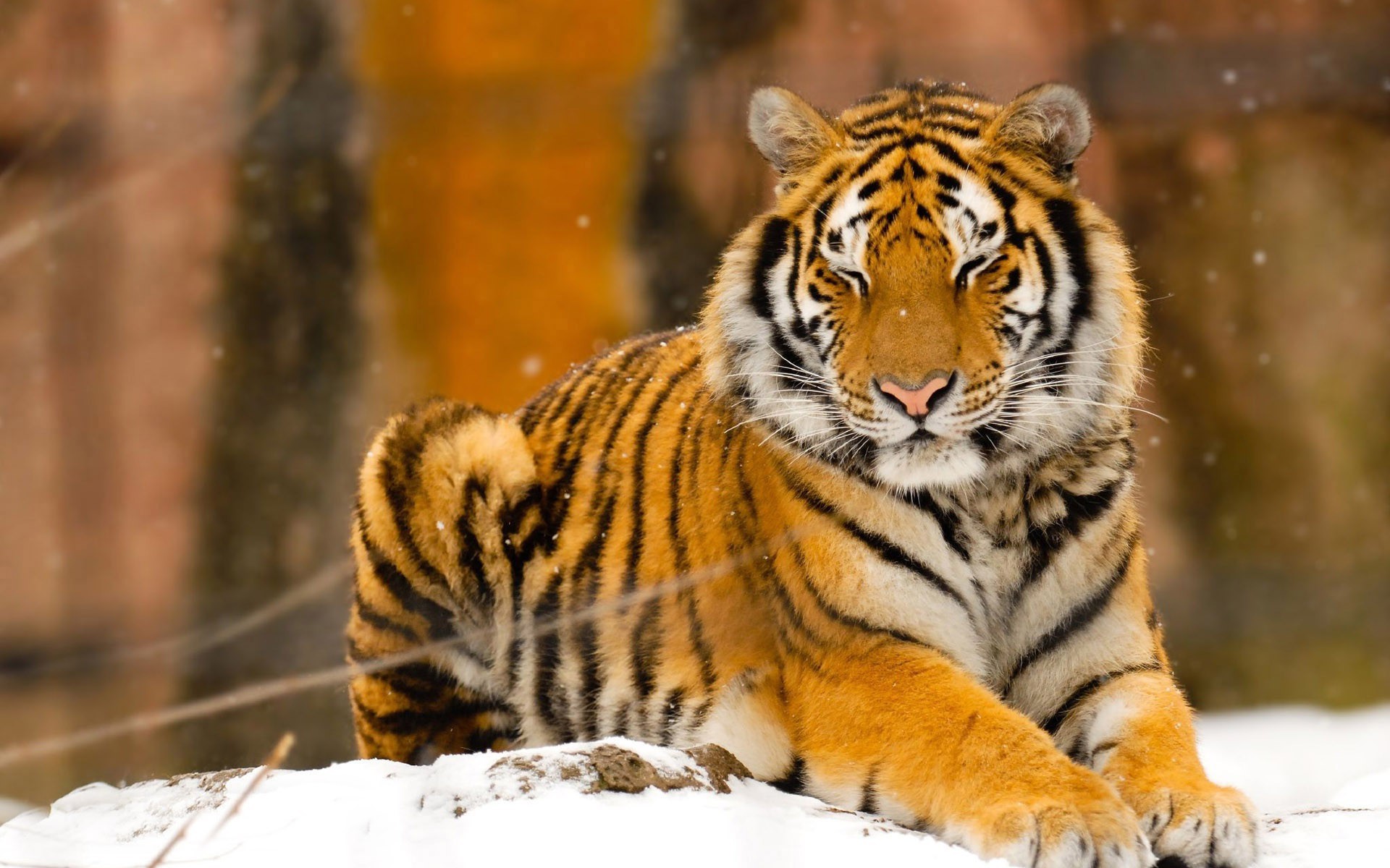Siberian Tiger Wallpapers, Pictures, Images
