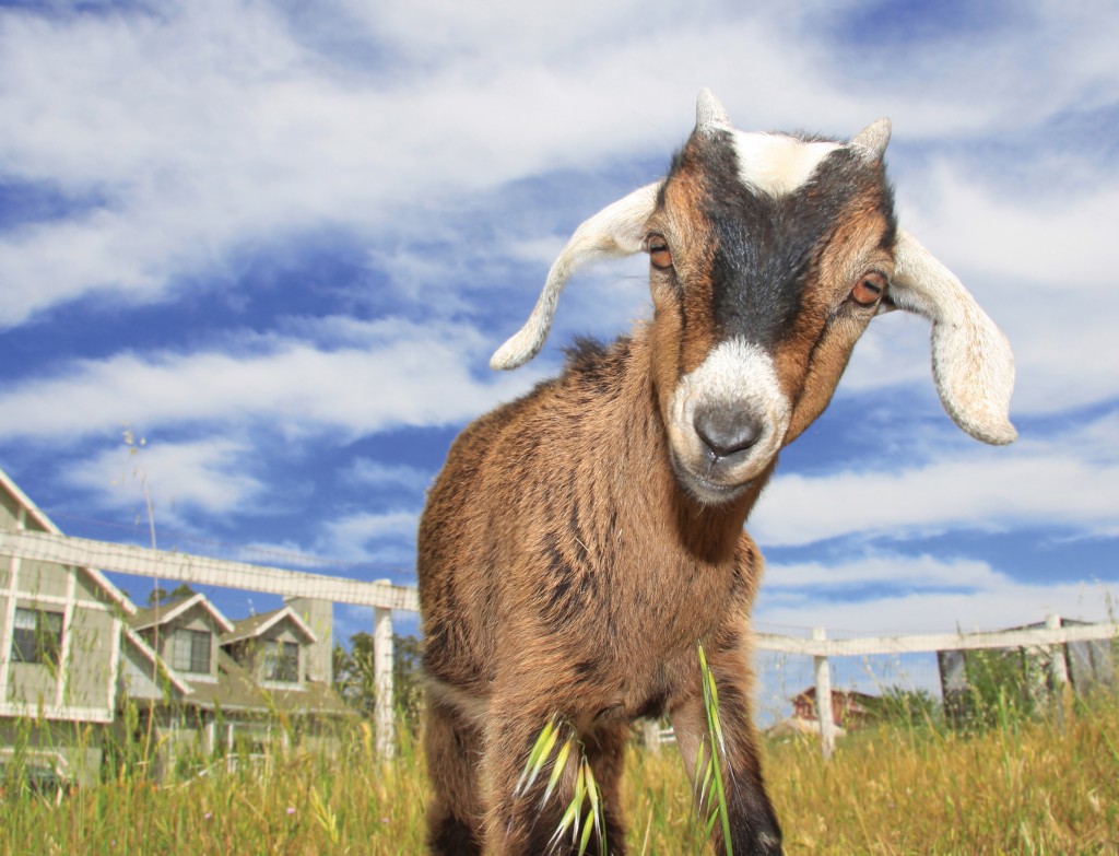 Cute Goats Wallpapers, Pictures, Images