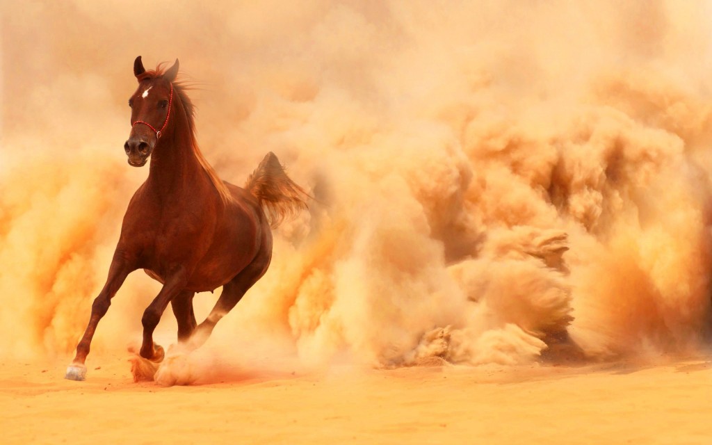 Arabian Horse Wallpapers, Pictures, Images