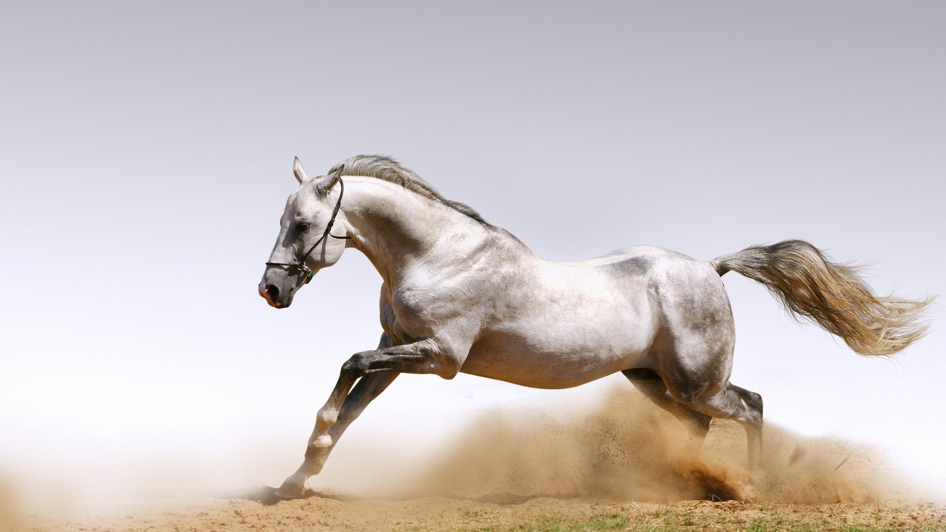 Az alábbi galéria "ló arab háttérkép"