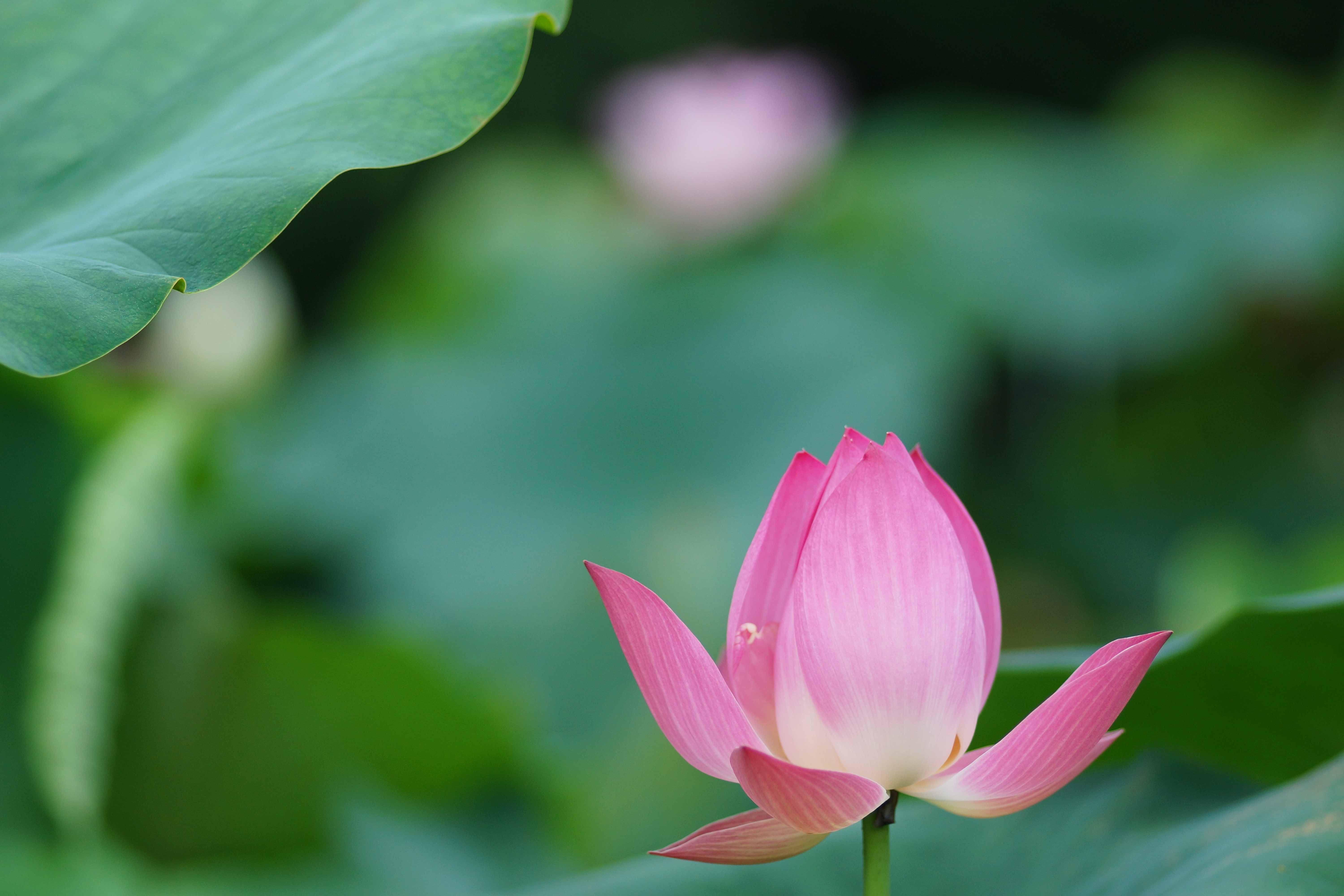 Lotus Flower Wallpapers, Pictures, Images