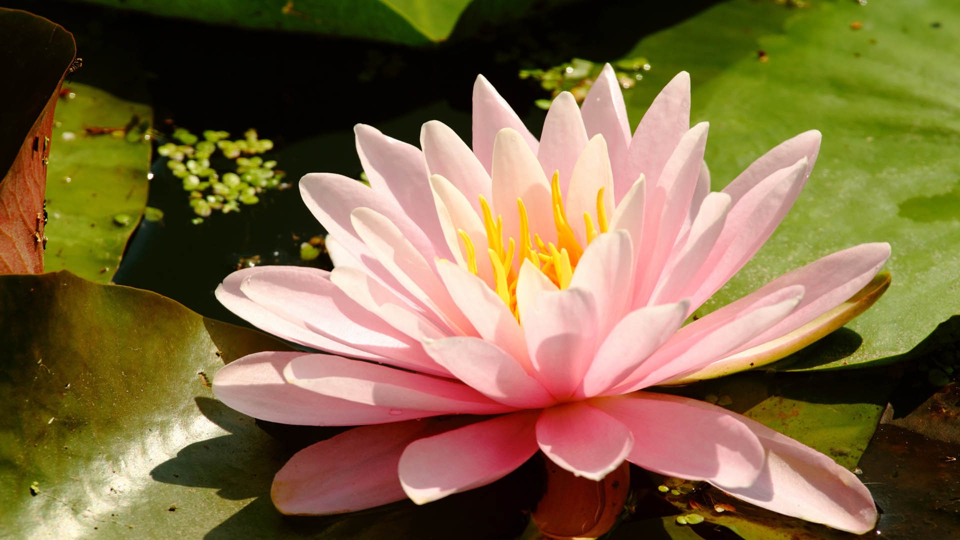 Lotus Flower Wallpapers, Pictures, Images