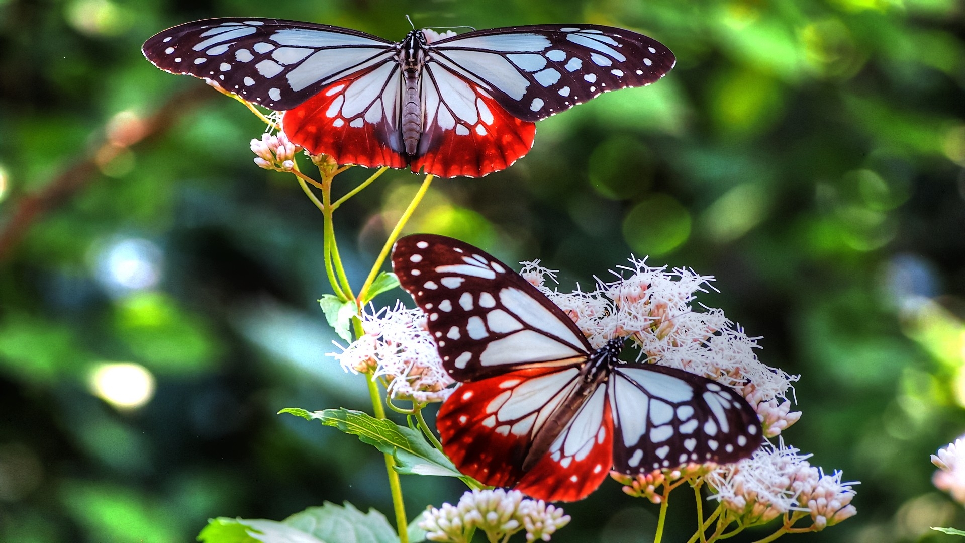 Download Wallpaper 1920x1080 butterfly, patterns, lines, insect Full HD