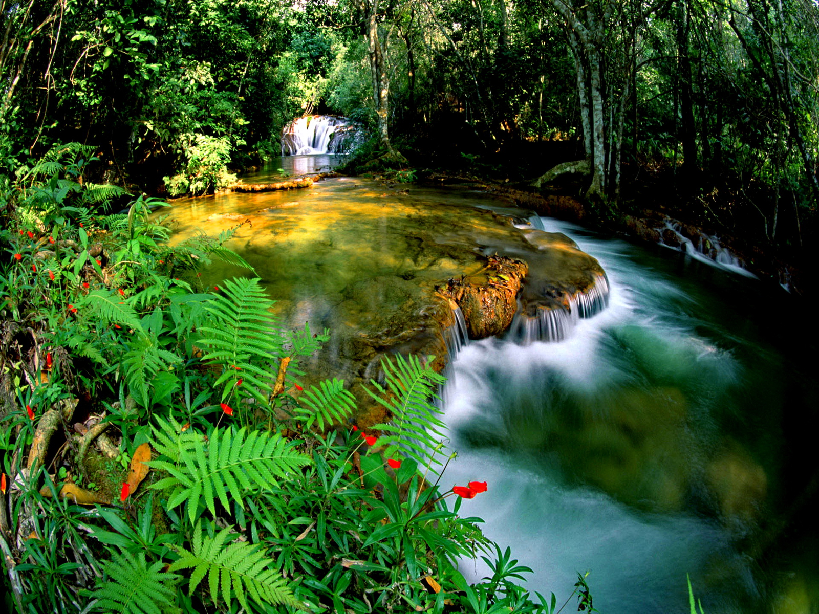 Jungle Wallpapers, Pictures, Images
