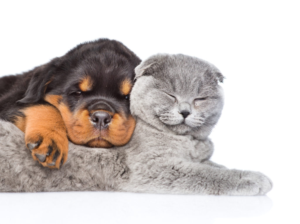 Cat & Dog Wallpapers, Pictures, Images