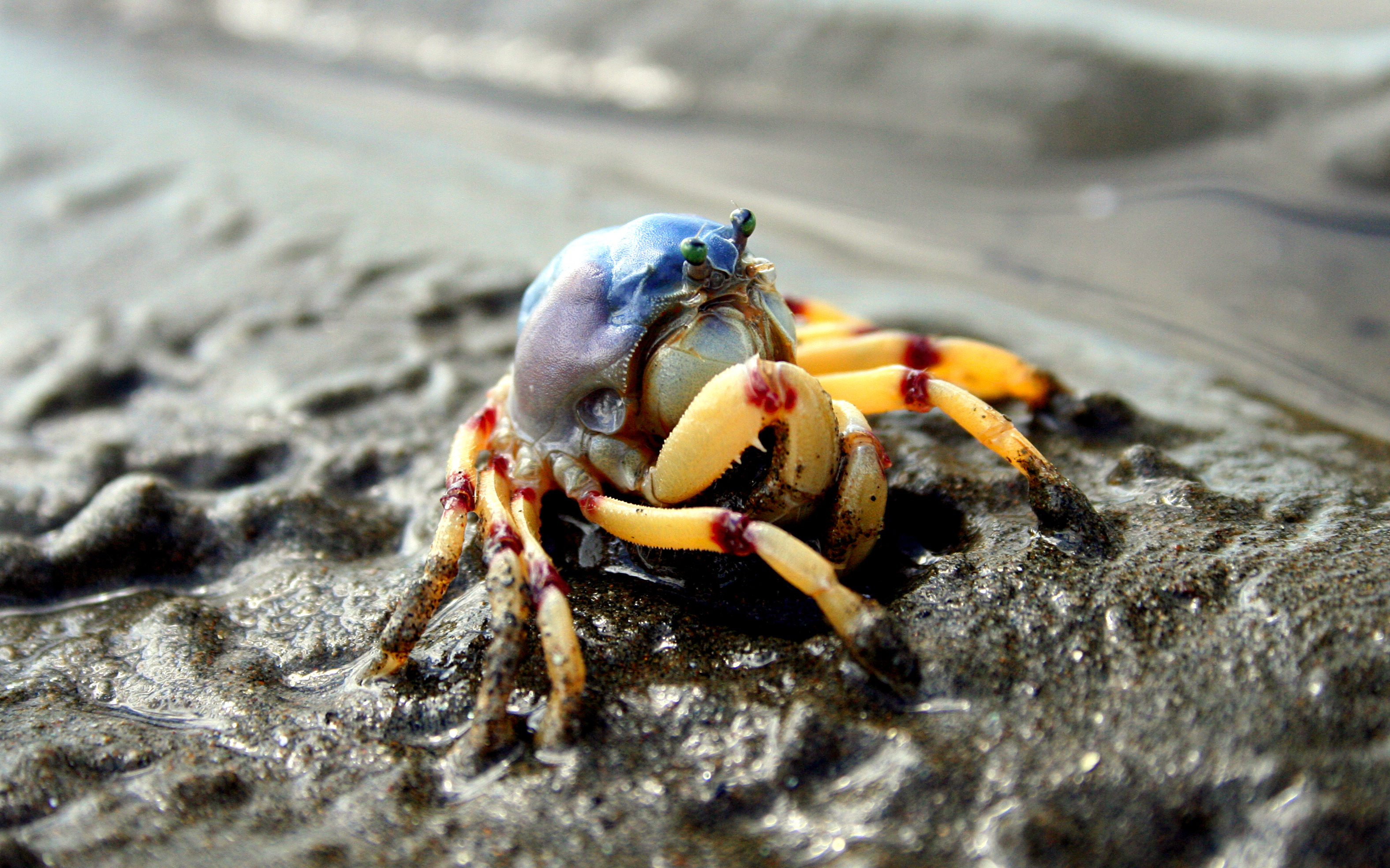 Crab Wallpapers, Pictures, Images