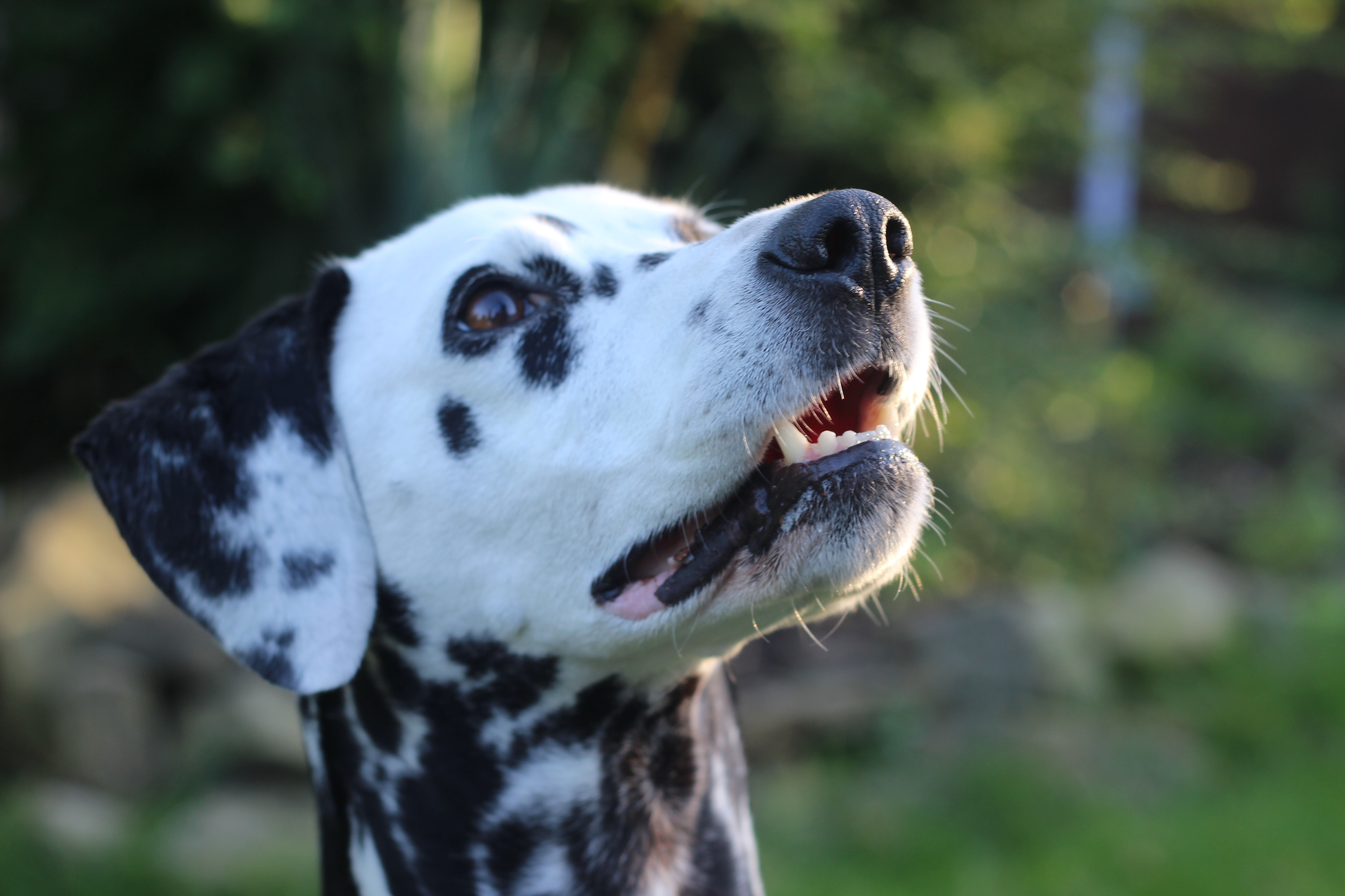 Dalmatian Wallpapers, Pictures, Images