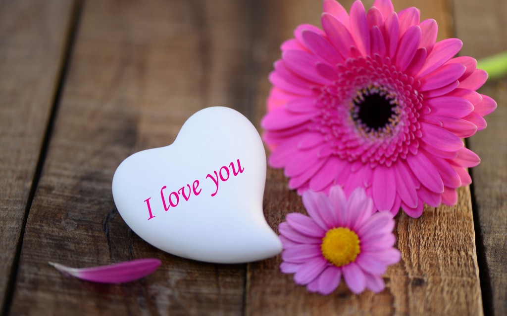 pink-daisies-heart-stone-i-love-you-wide-wallpaper-pink-daisies-heart-stone-i-love-you-wide-wallpaper-2560x1600
