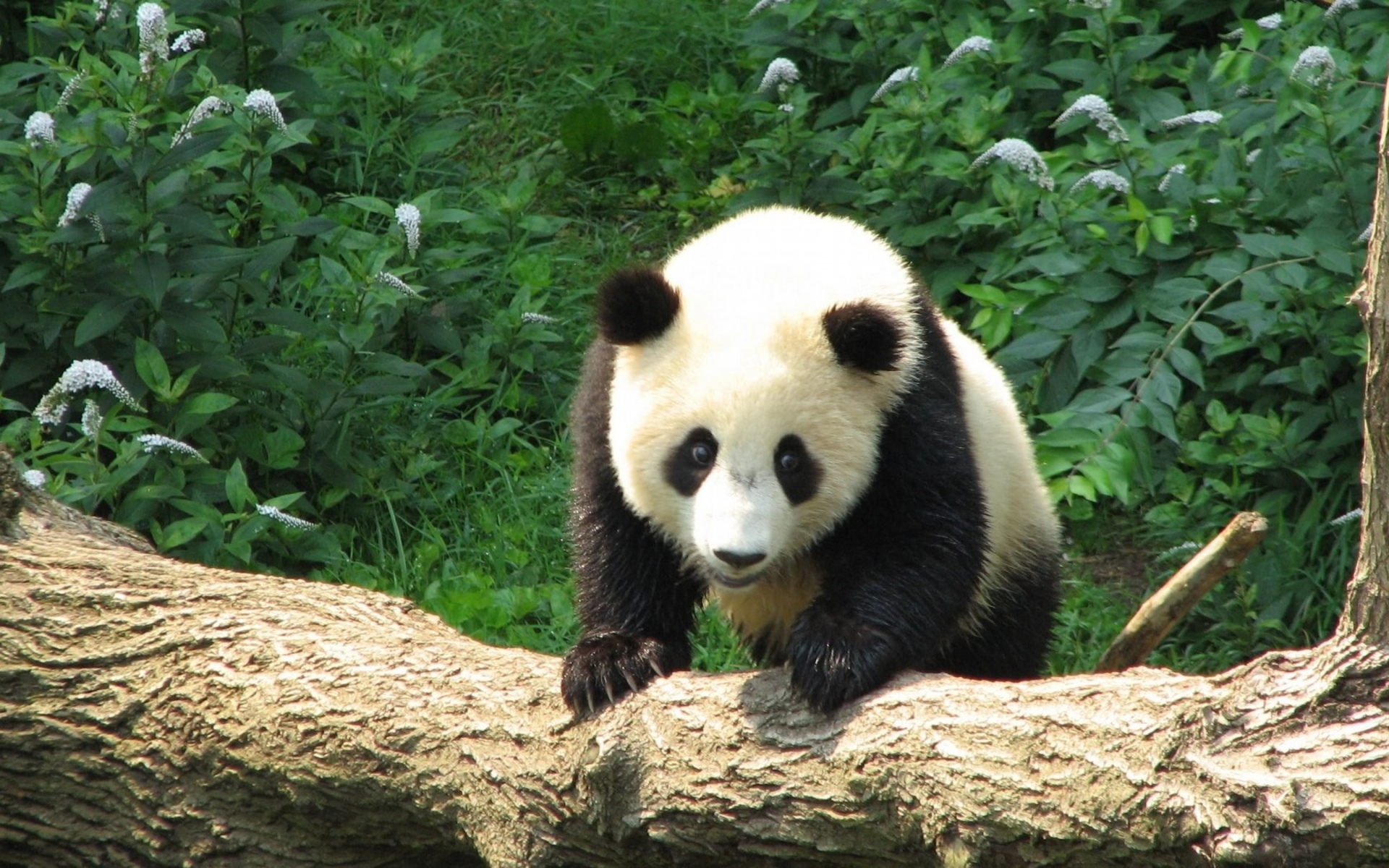 Panda Wallpapers, Pictures, Images