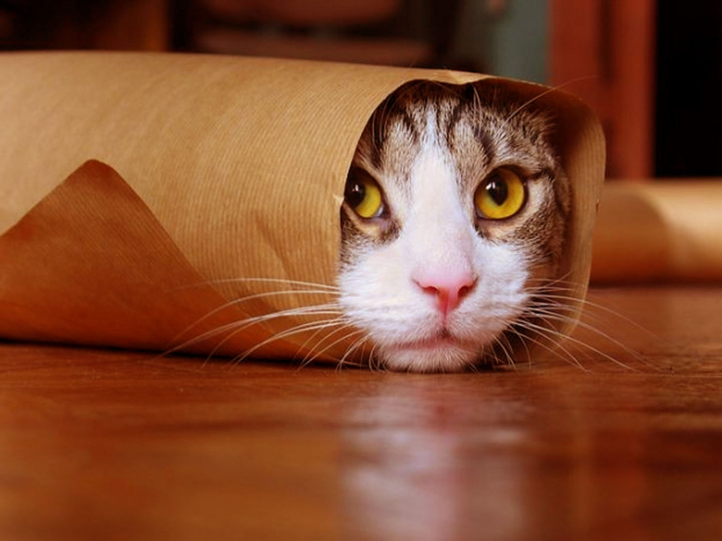 FUNNY CAT VIDEOS 😹 20 Minutes Funny Cats [Funny Pets 