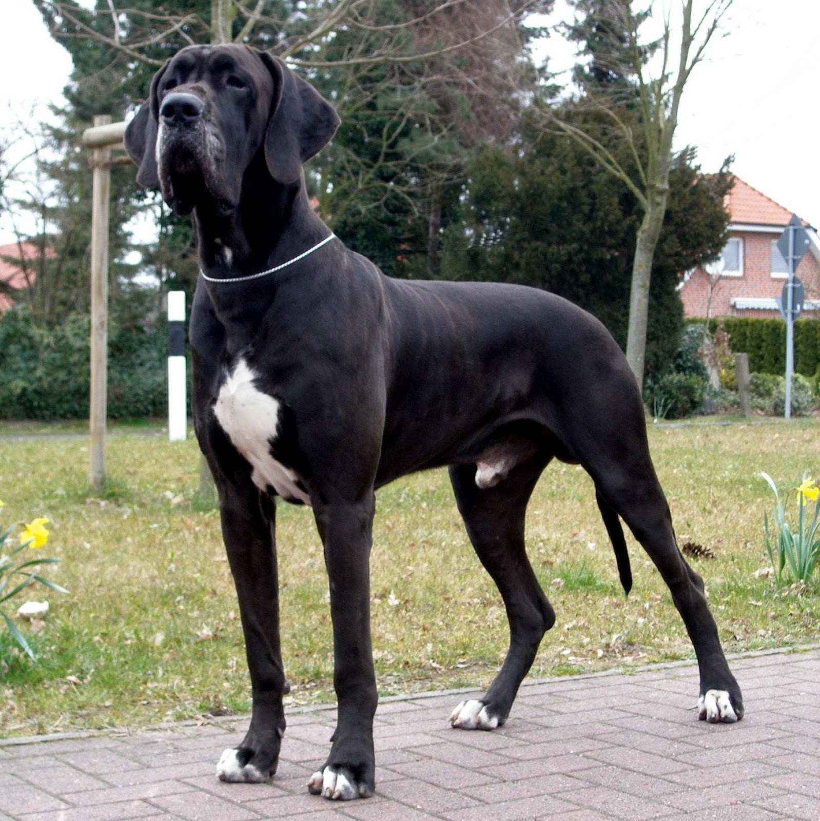 Great Dane Wallpapers, Pictures, Images