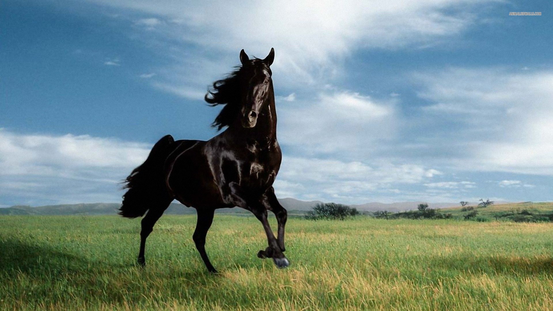  Horses  Wallpapers  Pictures Images