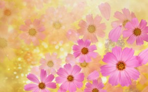 Beautiful spring wallpapers, Pictures, Images