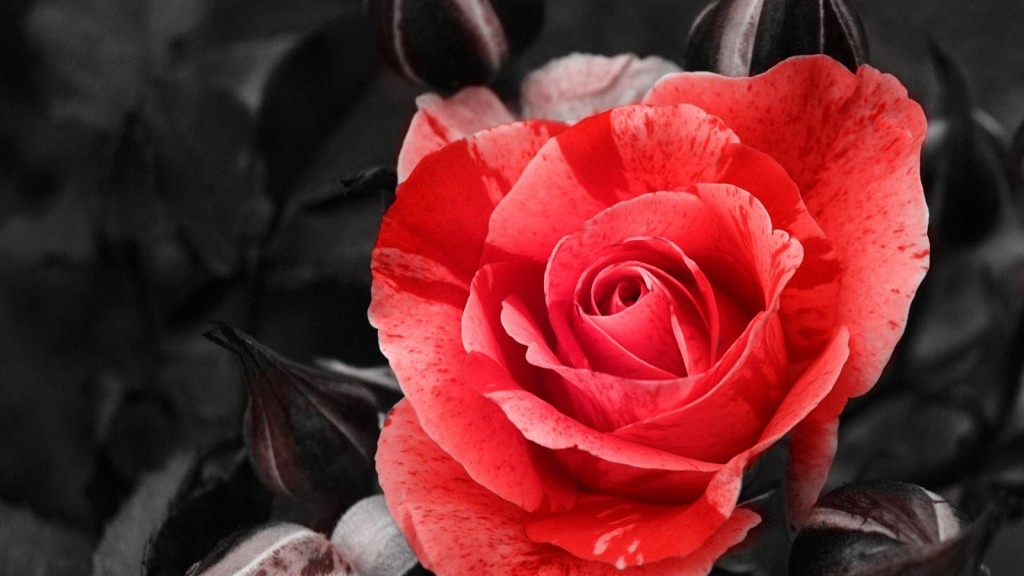 Red Rose Wallpaper