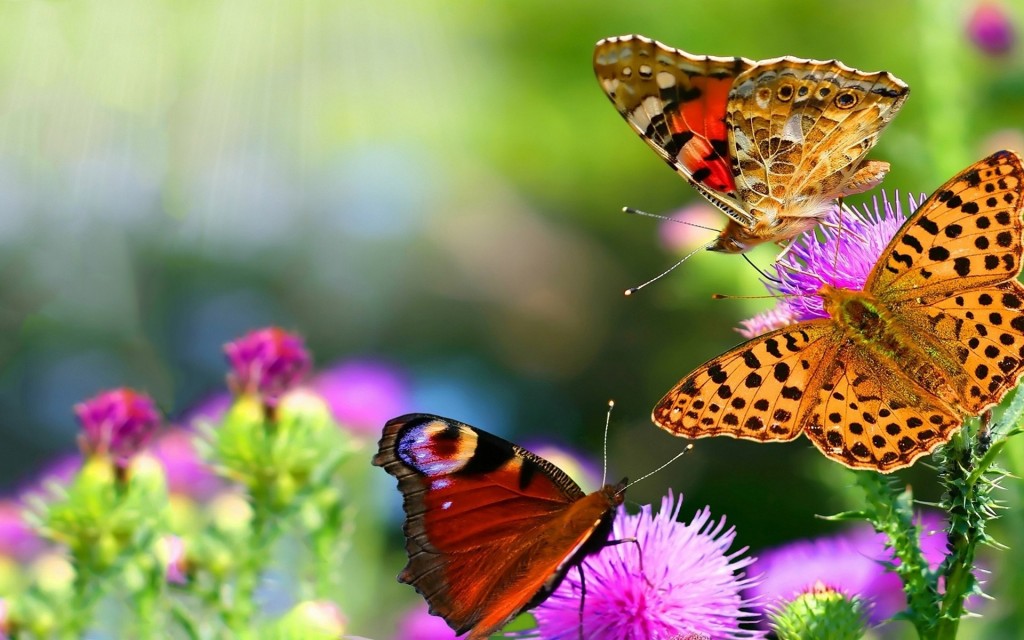 Beautiful Butterflies Wallpaper