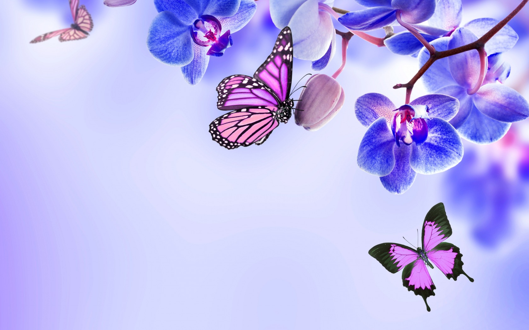 Beautiful Butterflies Wallpapers, Pictures, Images