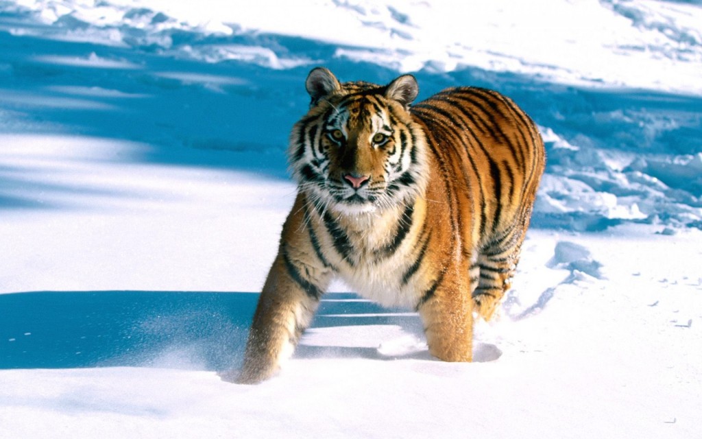 Siberian Tiger Wallpaper