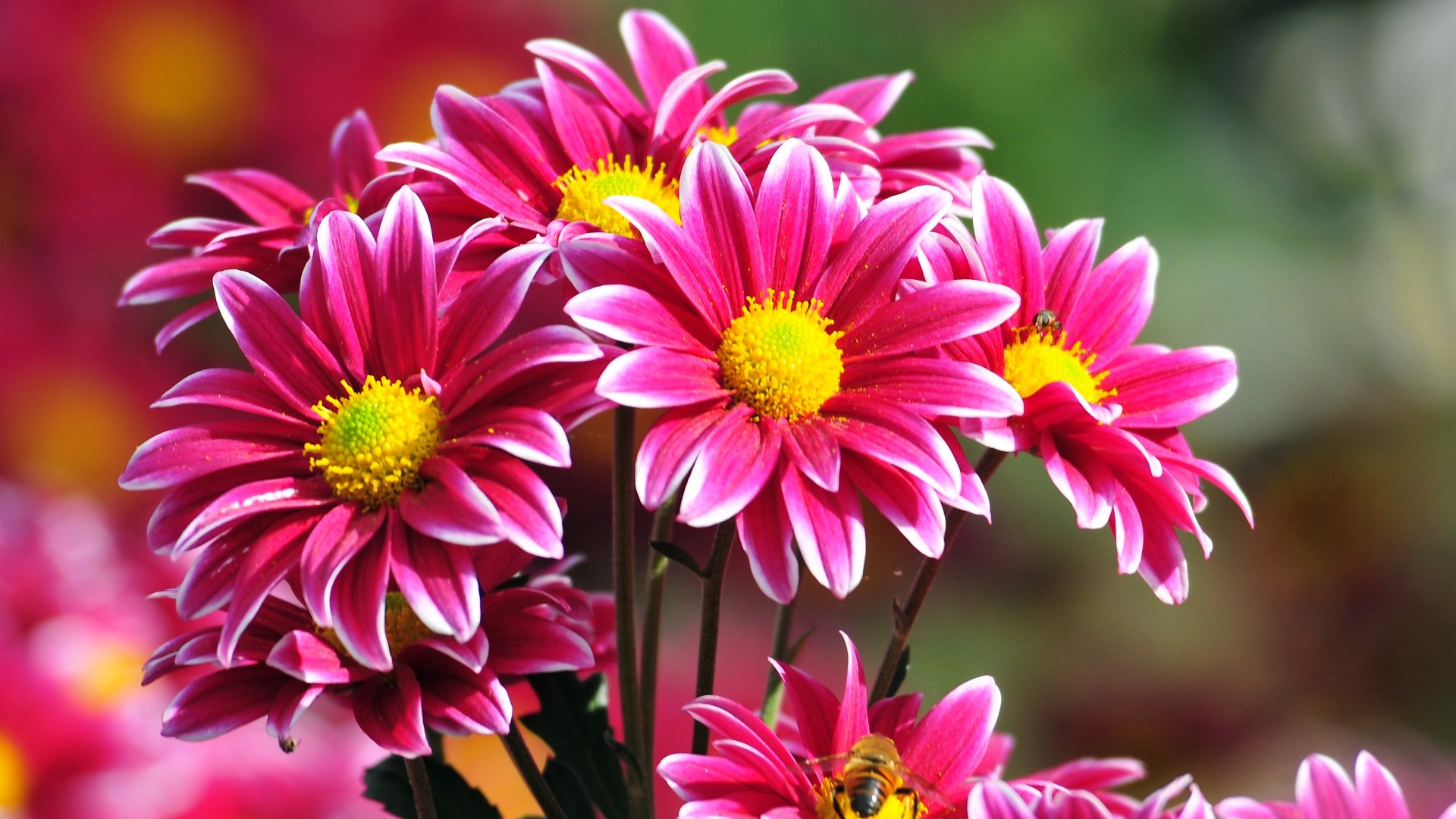 Beautiful Flowers Wallpapers, Pictures, Images
