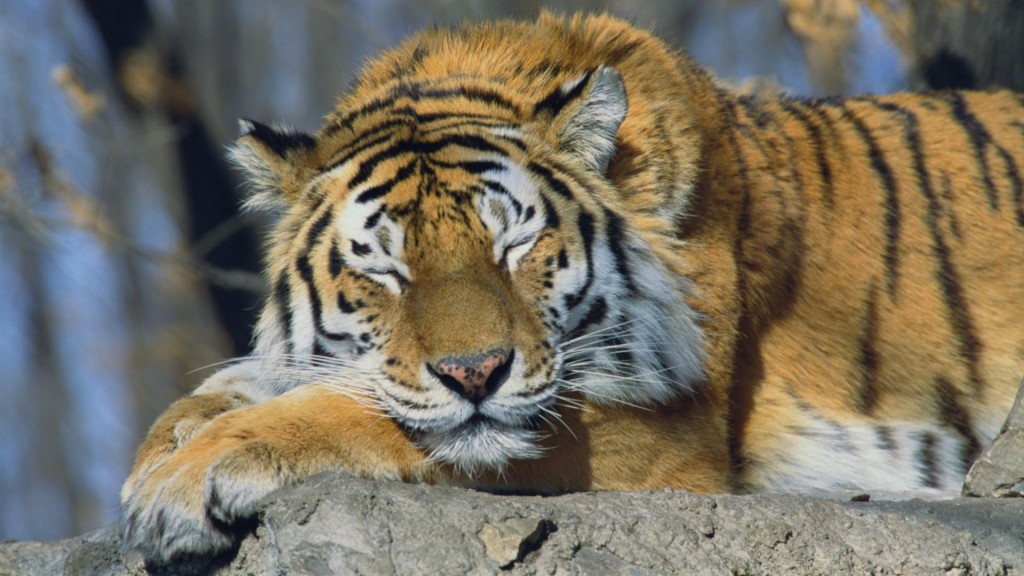 Siberian Tiger Wallpaper