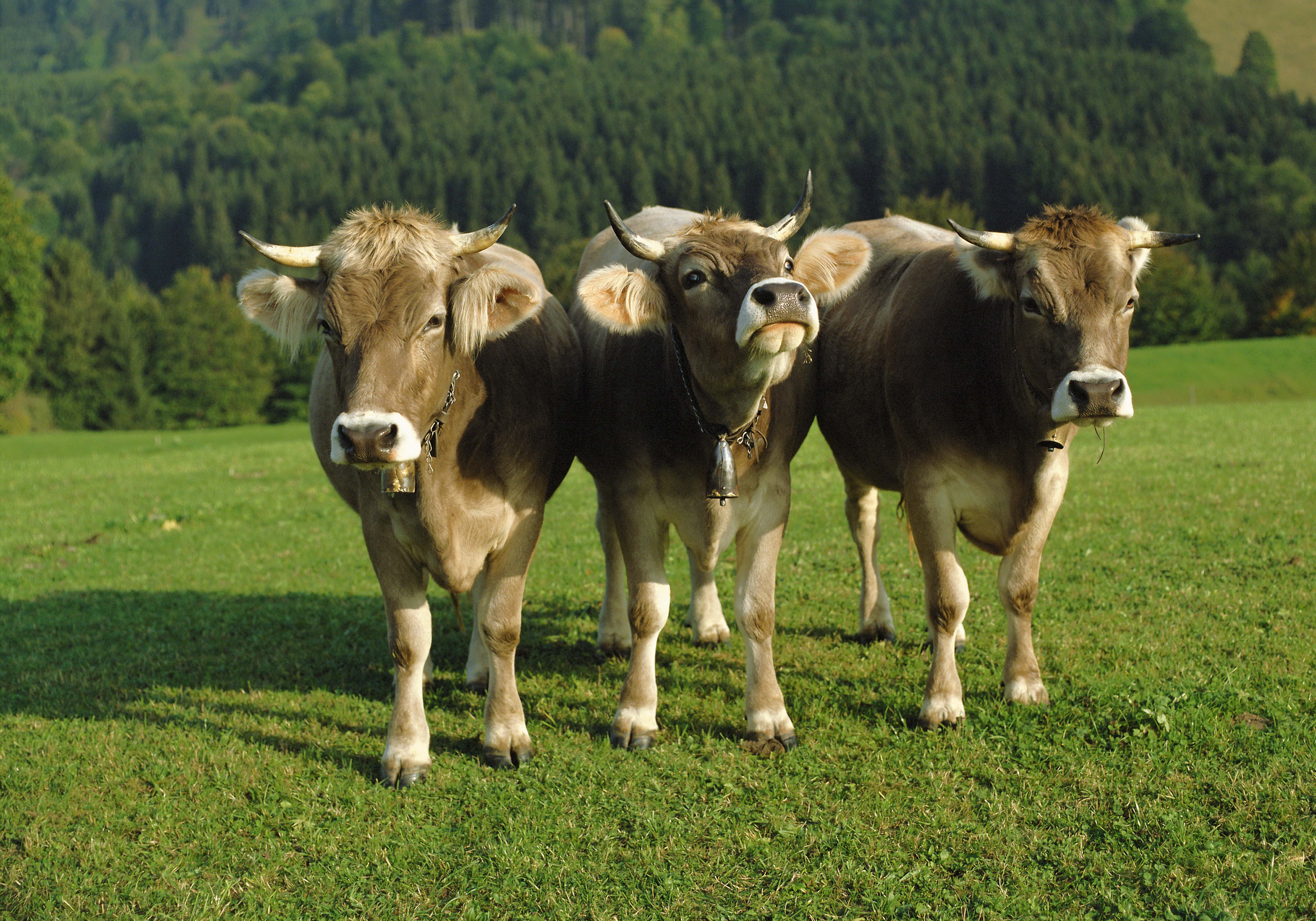 Cows Wallpapers, Pictures, Images