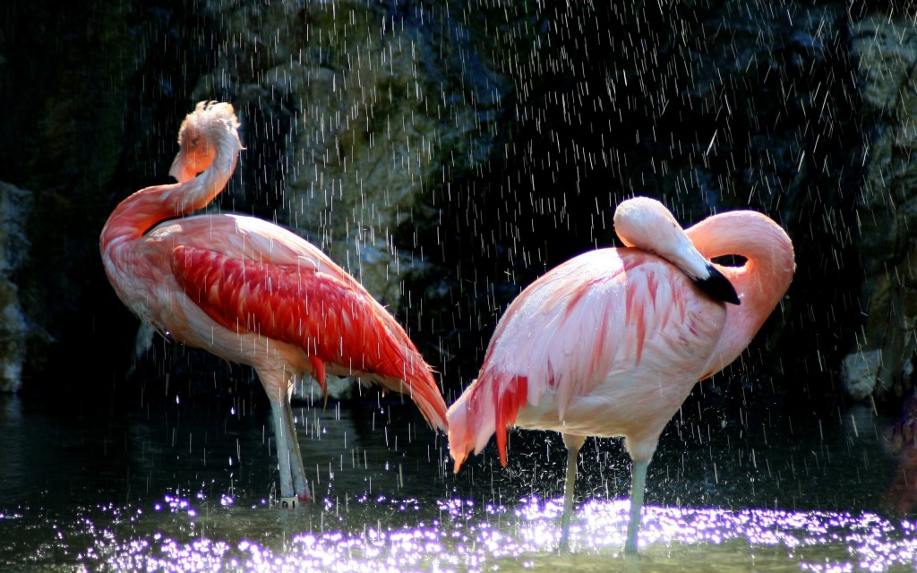 Flamingos Birds Wallpaper