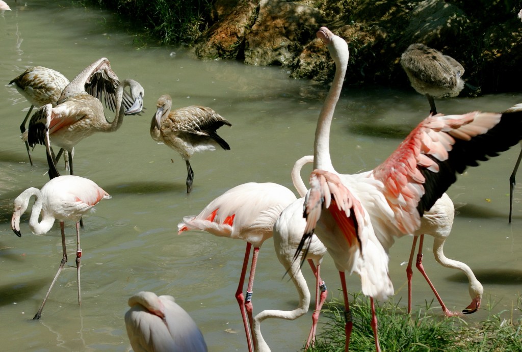 Flamingos Birds Wallpaper