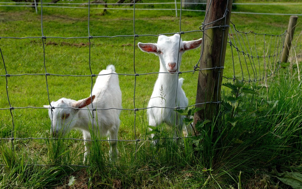 Cute Goats Wallpaper