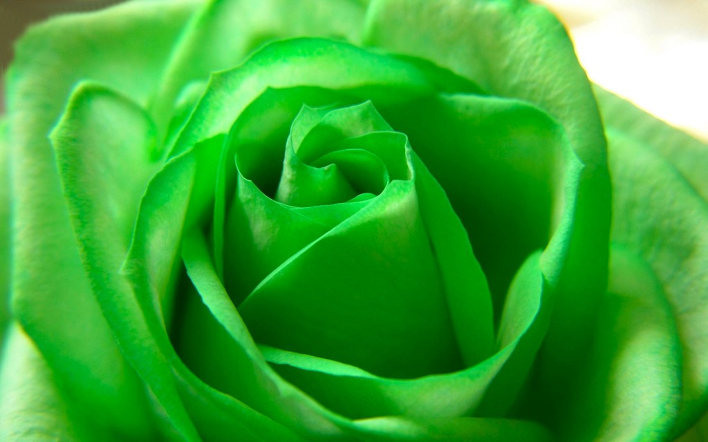 Green Rose Wallpaper