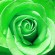 Green Rose Wallpapers
