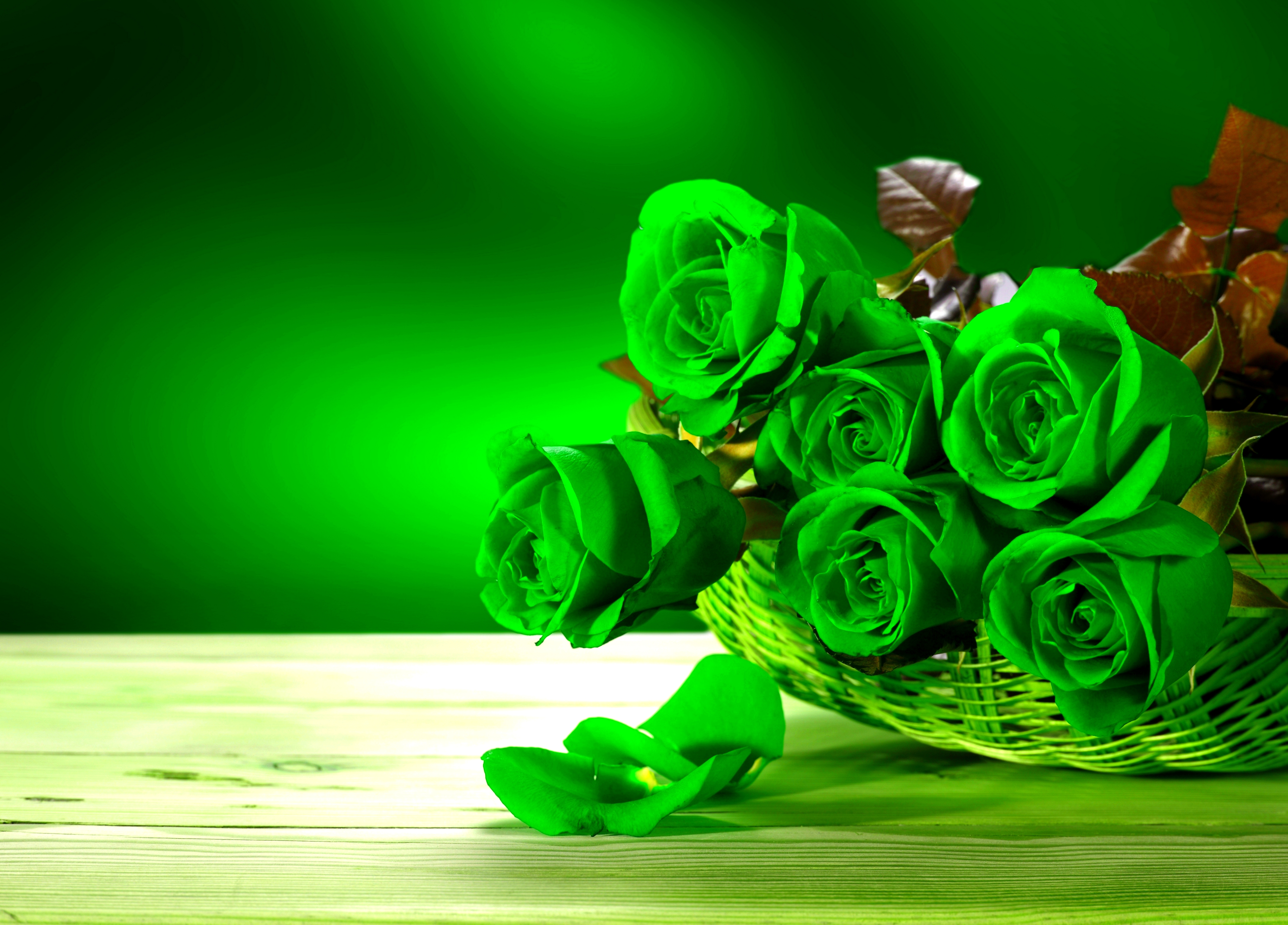 Green Rose Wallpapers, Pictures, Images