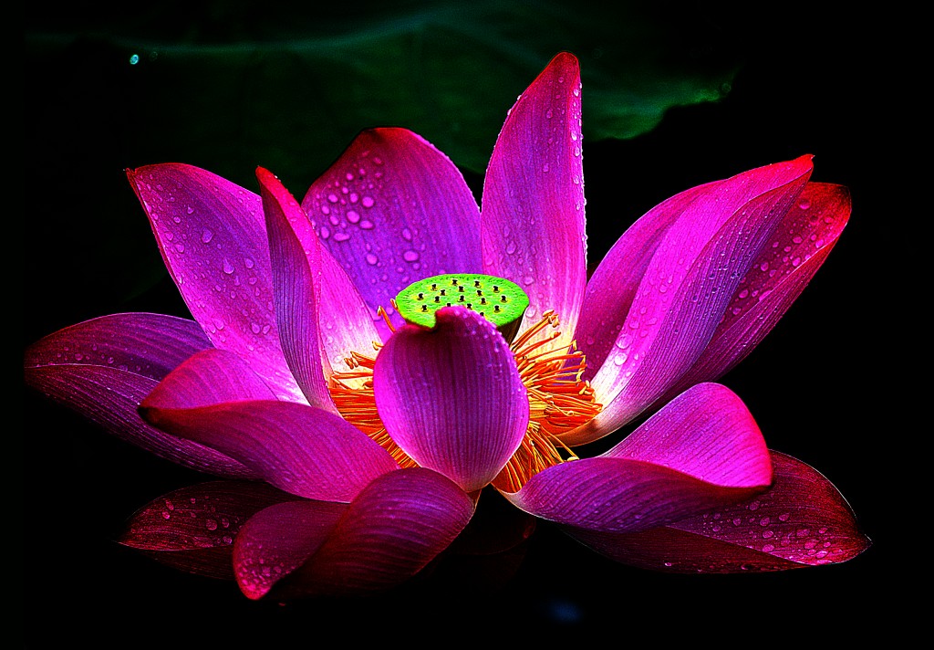 Lotus Flower Wallpaper