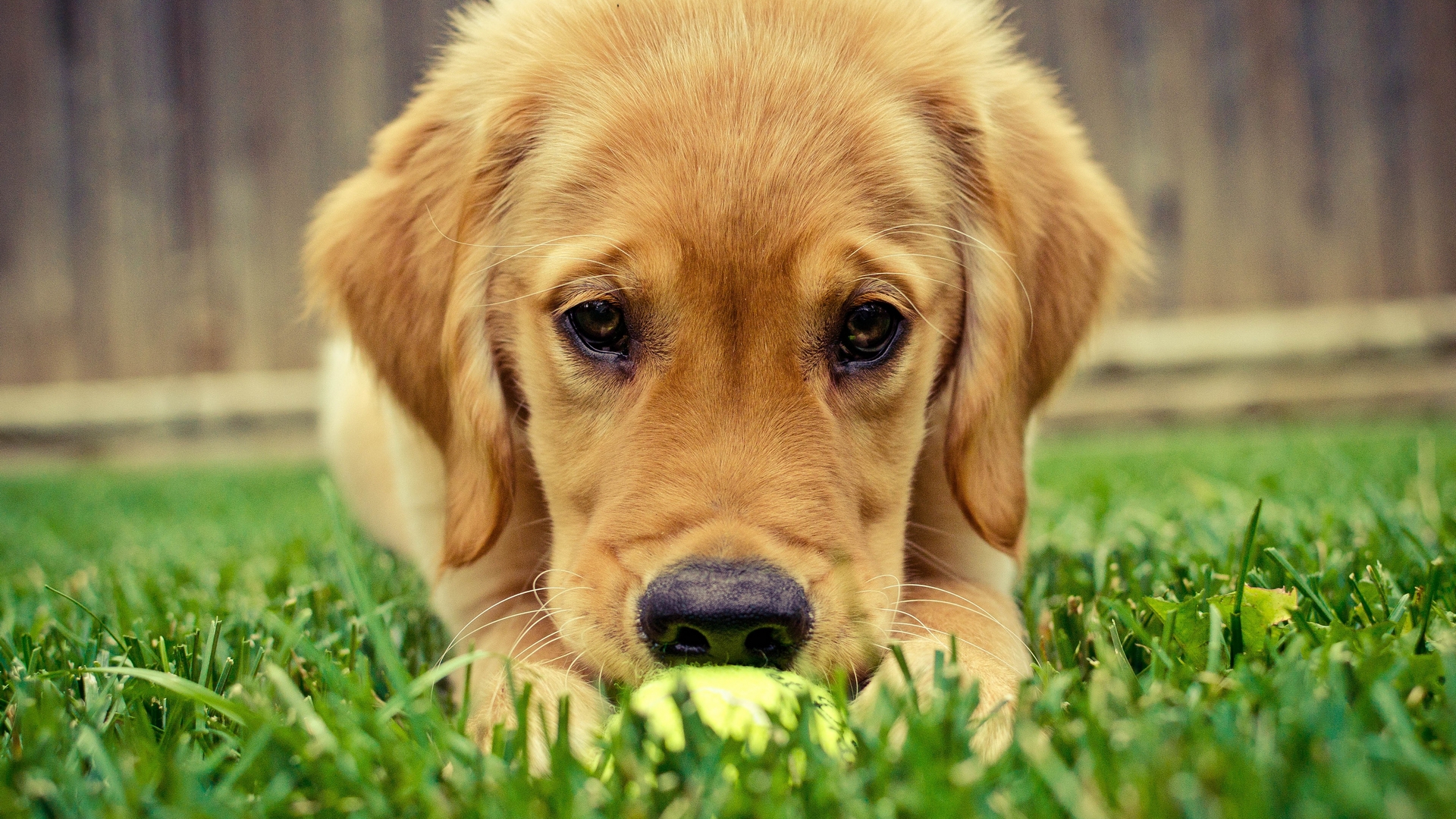 Golden Retriever Wallpapers, Pictures, Images