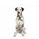 Dalmation Dog Wallpapers
