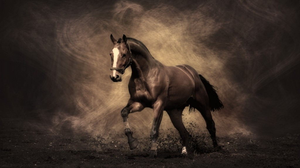 Wild Horse Full HD Wallpaper 1920x1080