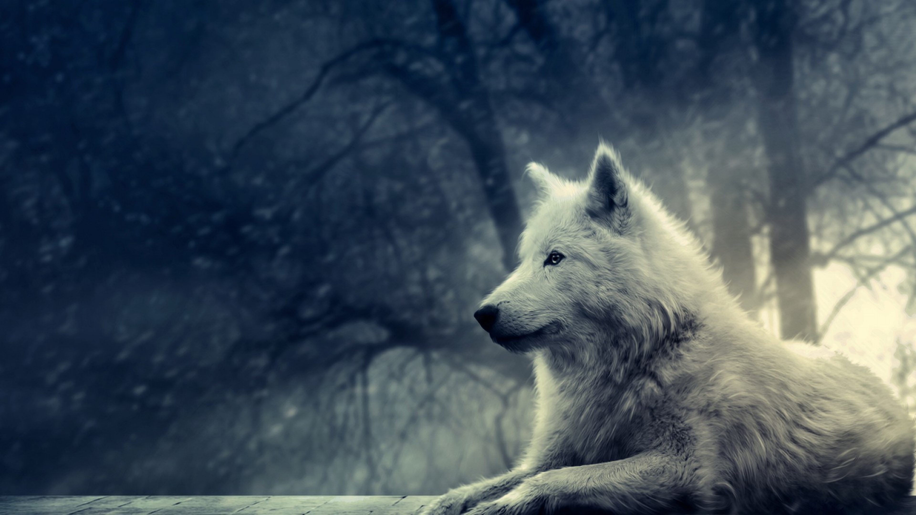 Волк новое слово. Волк. Белый волк. Одинокие волки. Красивый волк.
