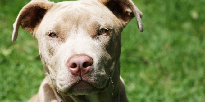 Pit bull Dog Wallpapers