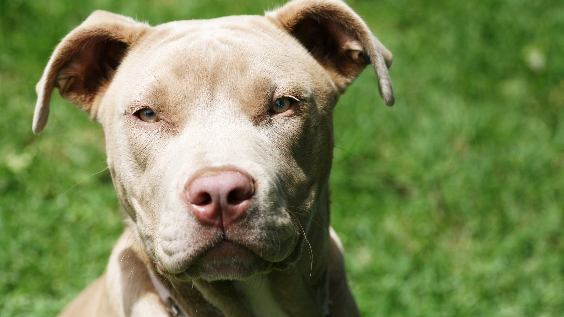 Pit bull Dog Wallpapers, Pictures, Images