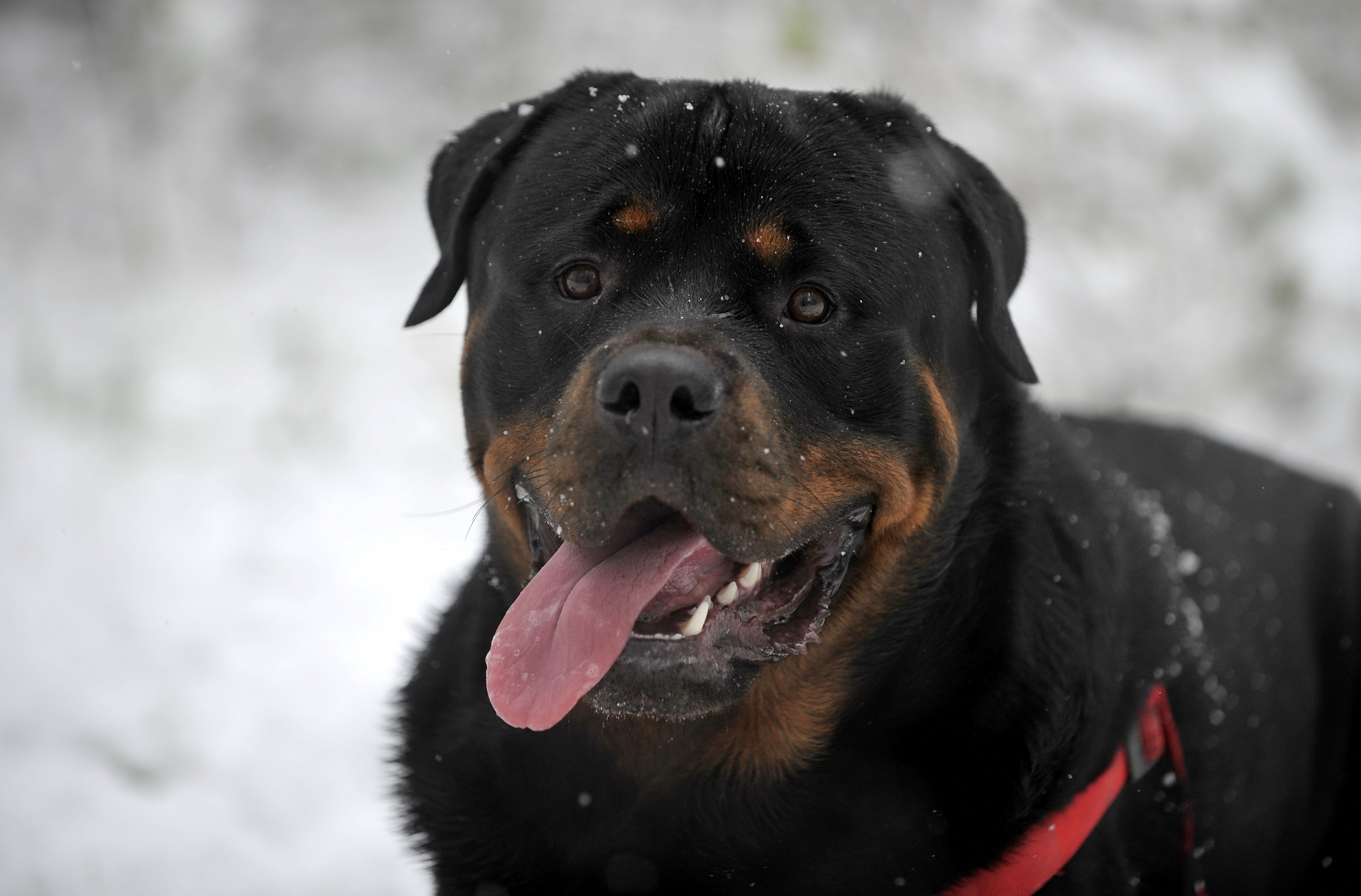 Rottweiler Wallpapers, Pictures, Images