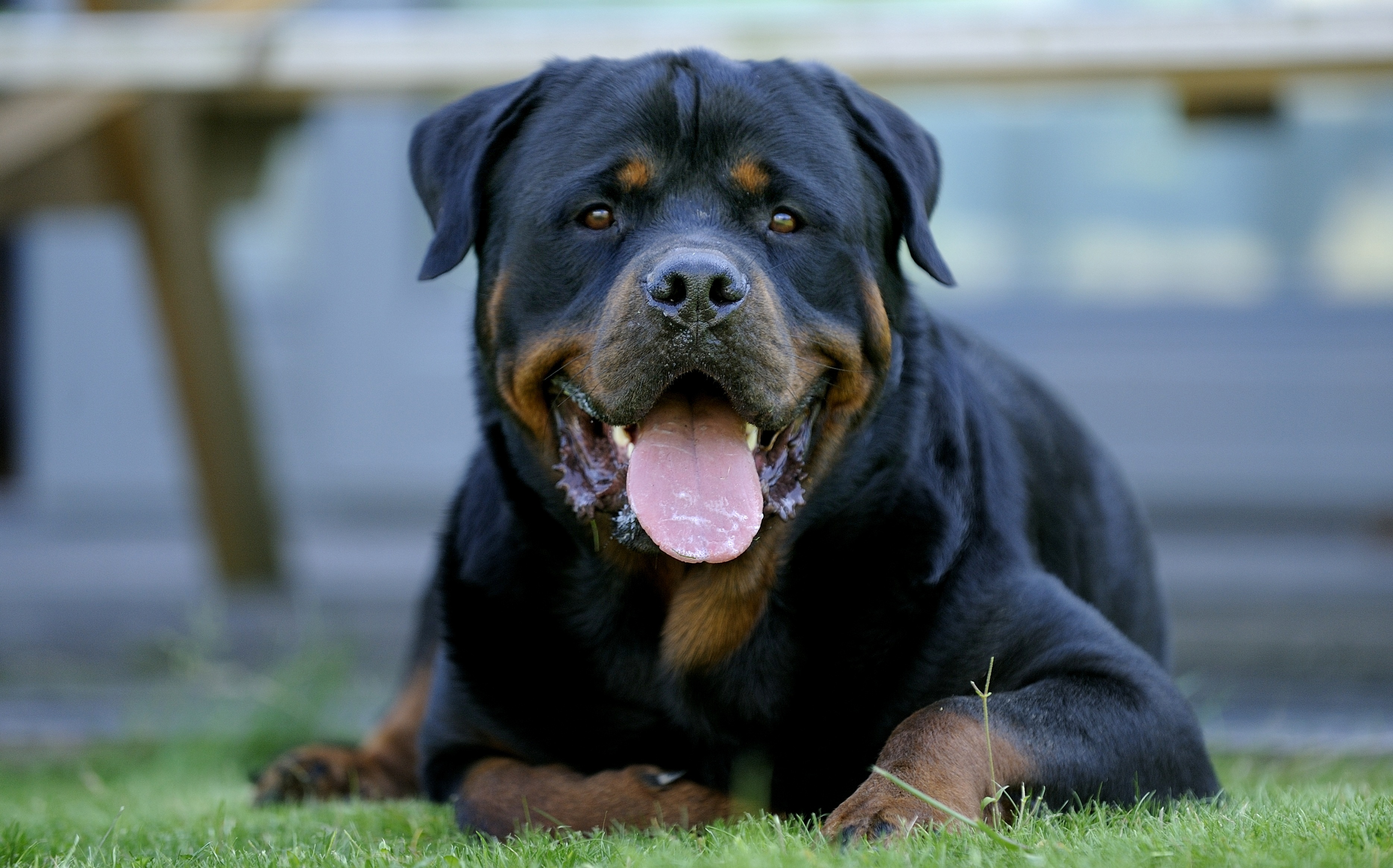 Rottweiler Wallpapers, Pictures, Images