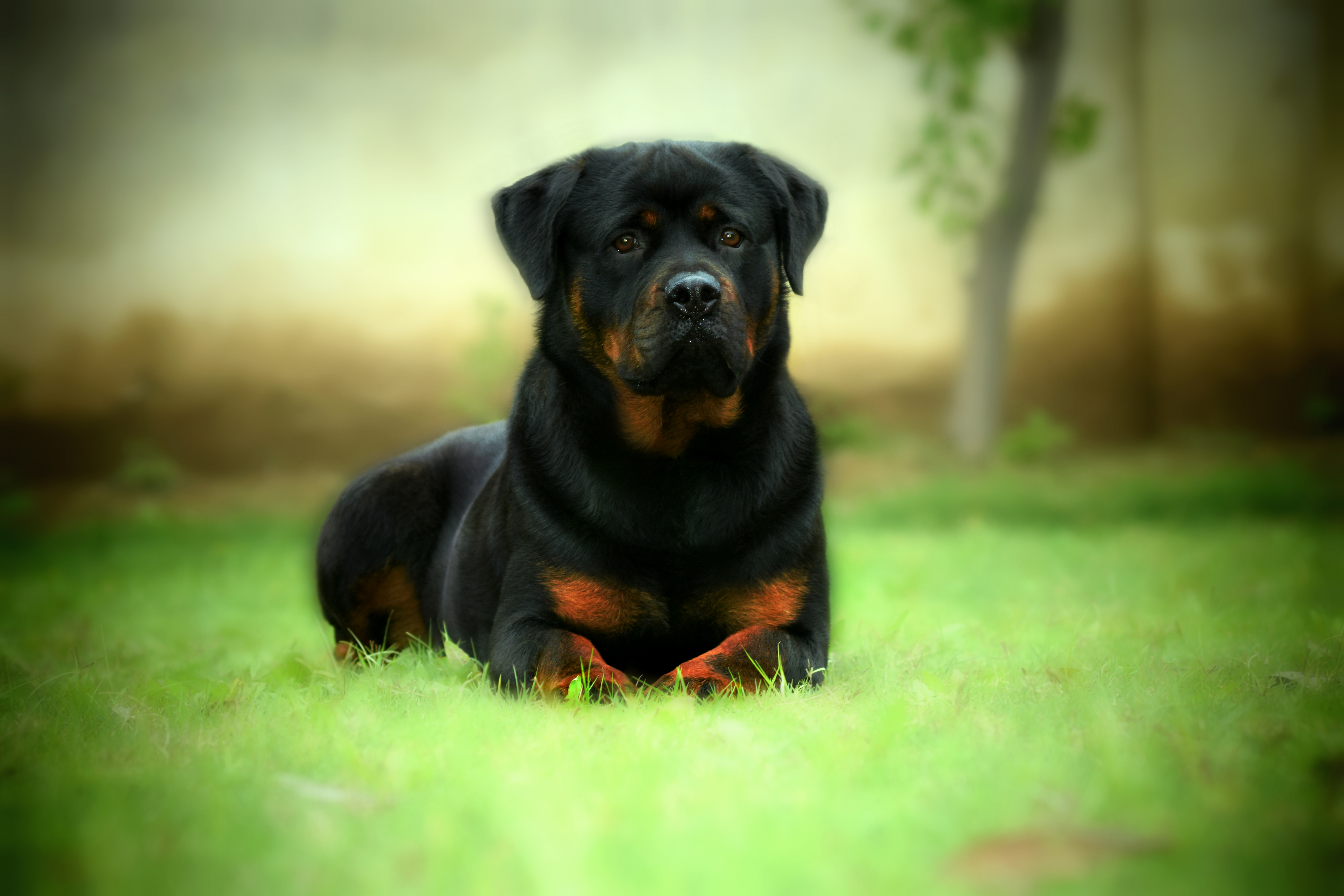 Rottweiler Wallpapers Pictures Images HD Wallpapers Download Free Map Images Wallpaper [wallpaper376.blogspot.com]