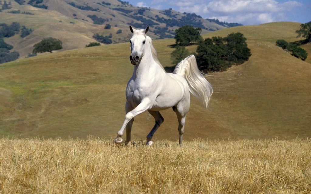 White Horse Widescreen Wallpaper 1920x1200