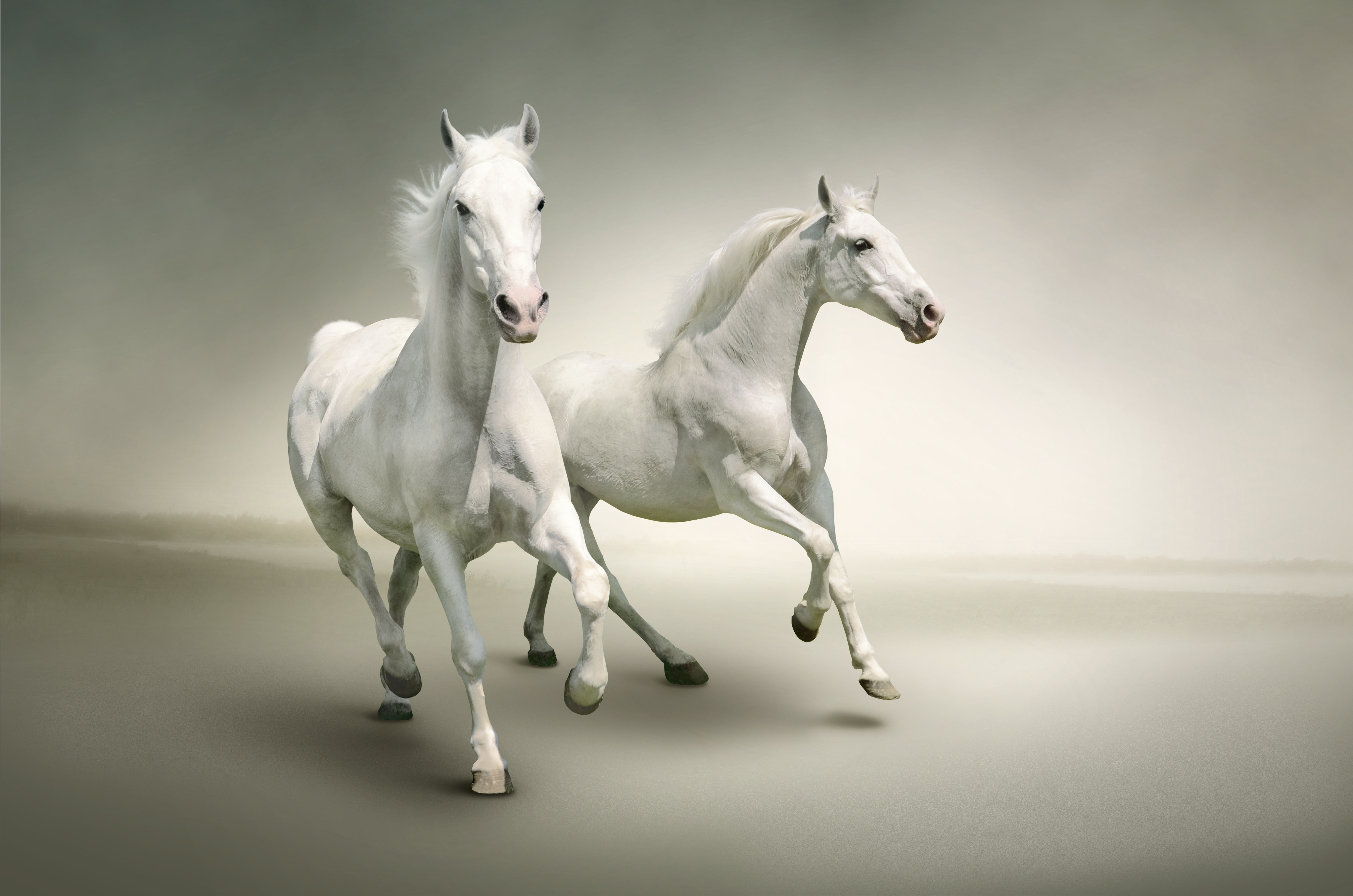 Black Horses HD Wallpapers – Horse Desktop Wallpapers | HD ...