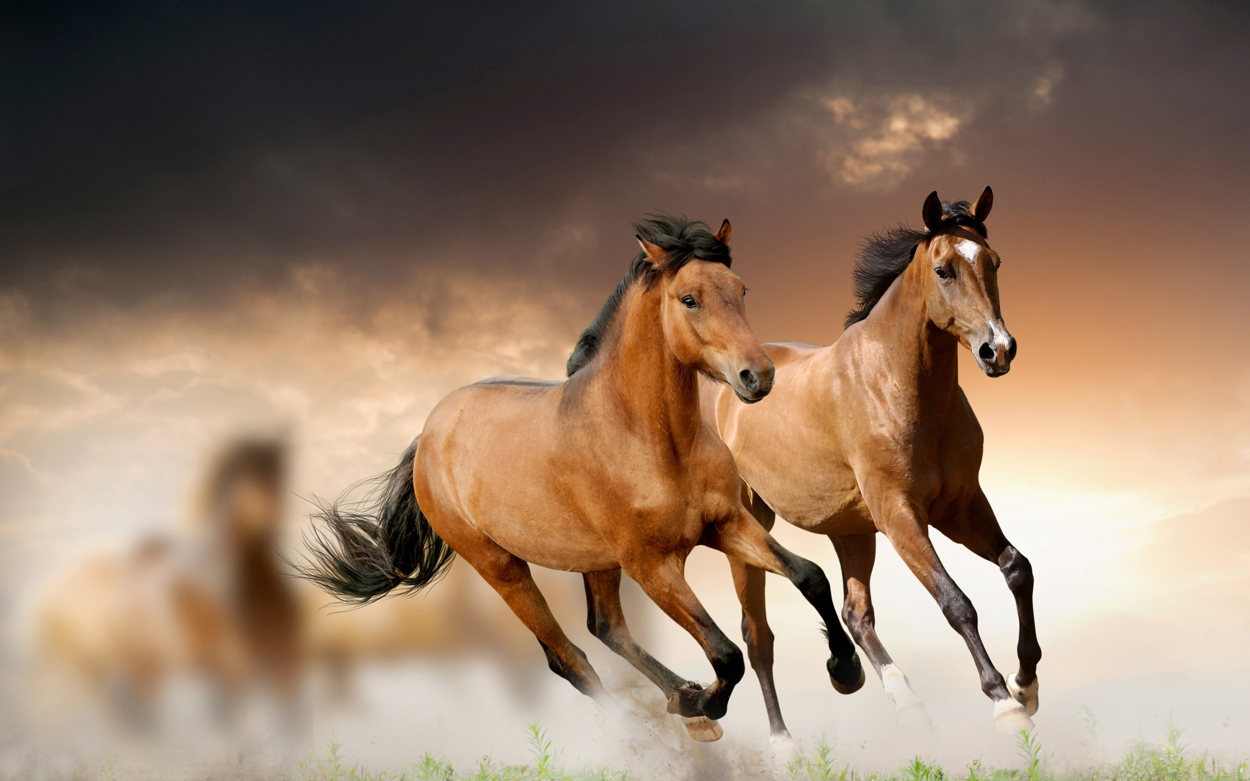 Wild Horse Wallpapers, Pictures, Images