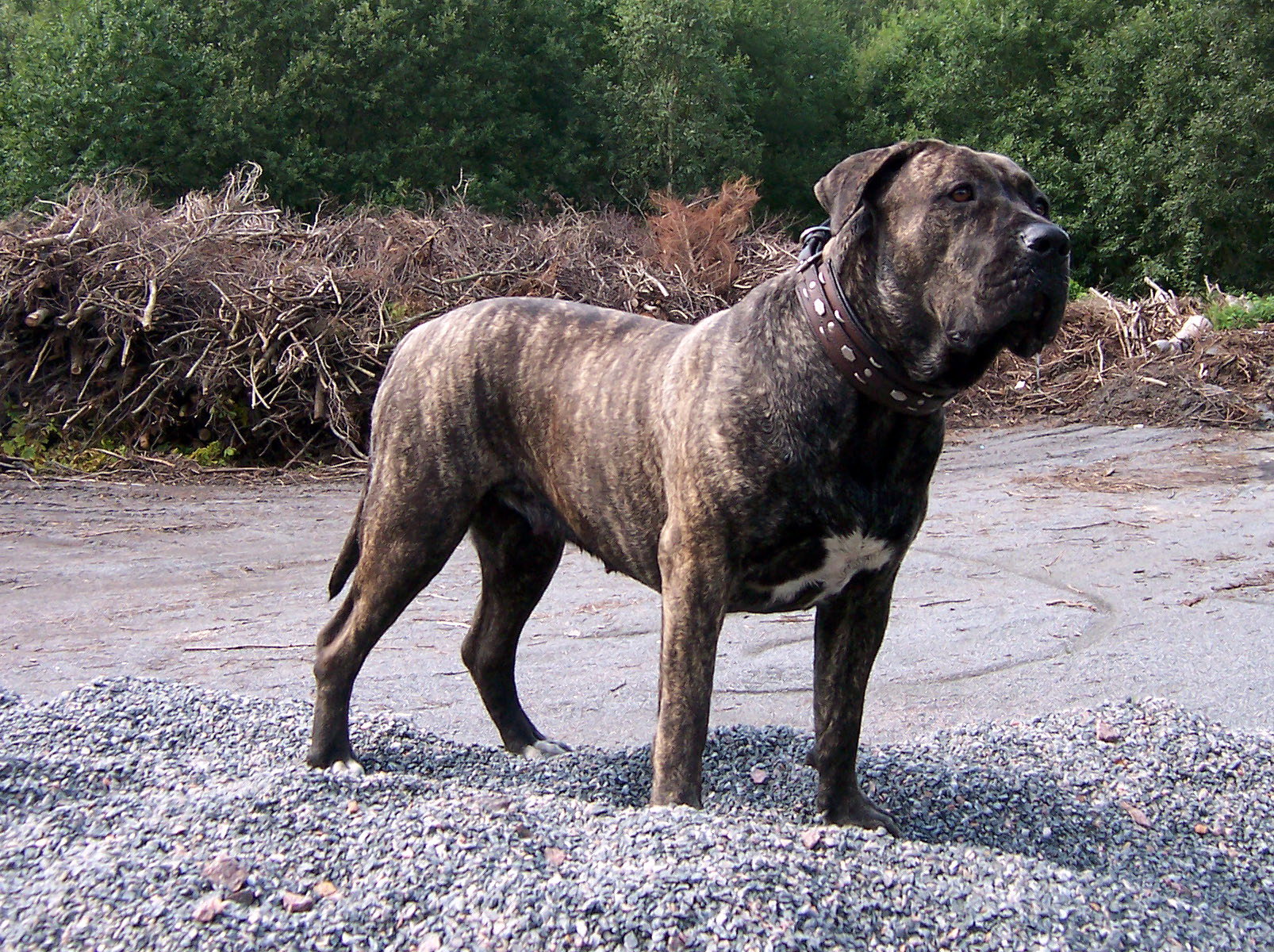 Presa Canario Dog Wallpapers, Pictures, Images